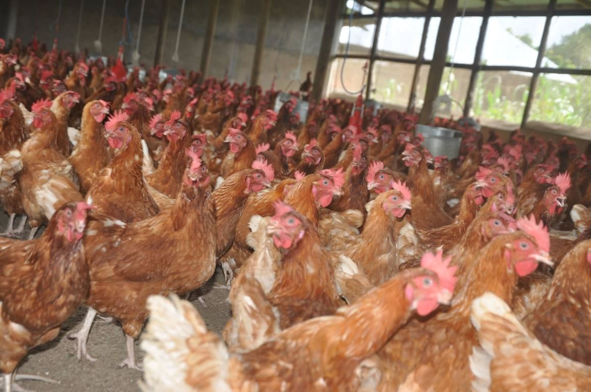 Livestock Farming - Agrotek Concepts Limited