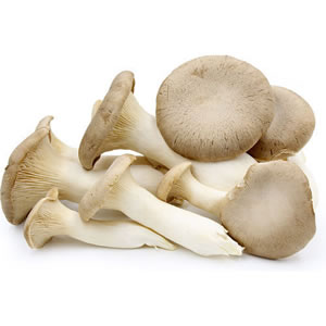 Oyster Mushrooms