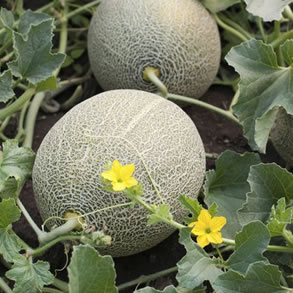 Musk Melon